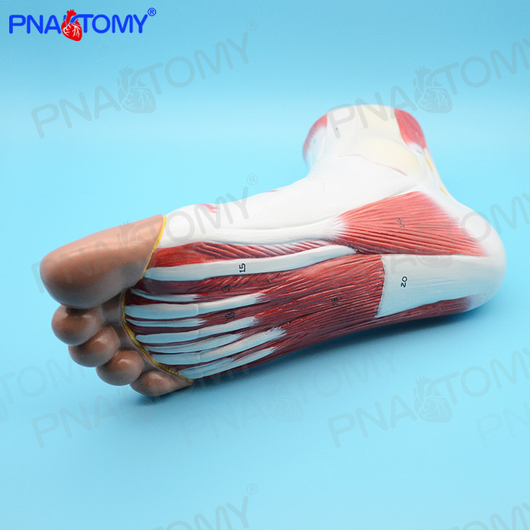 医学足底脚关节肌肉韧带脚踝关节足弓模型人体医学运动疼痛科标本