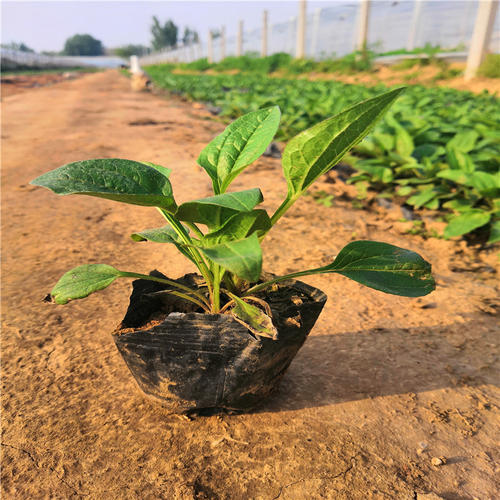 供应地被植物松果菊小苗 花带用松果菊小杯苗 多年生花卉