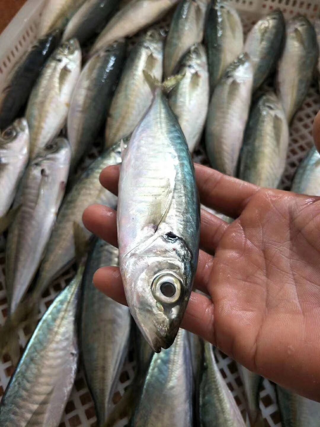 活冻海鲜_东山海鲜 捕野生巴浪鱼 新鲜活冻海鲜 水产批发代发 - 阿里