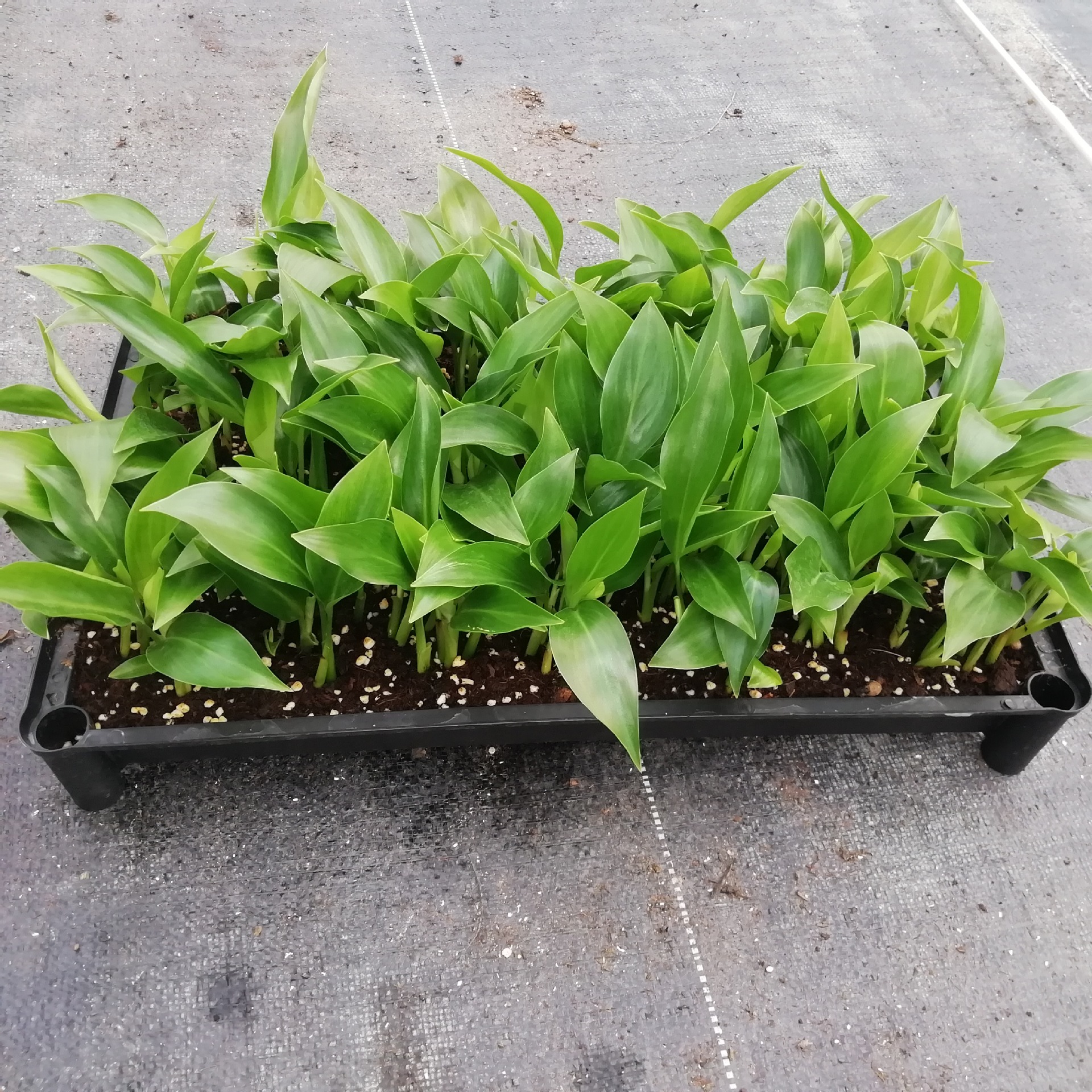 厂家大量供应室内绿植白花天堂鸟 (鹤望兰)苗 园林花卉种苗批发