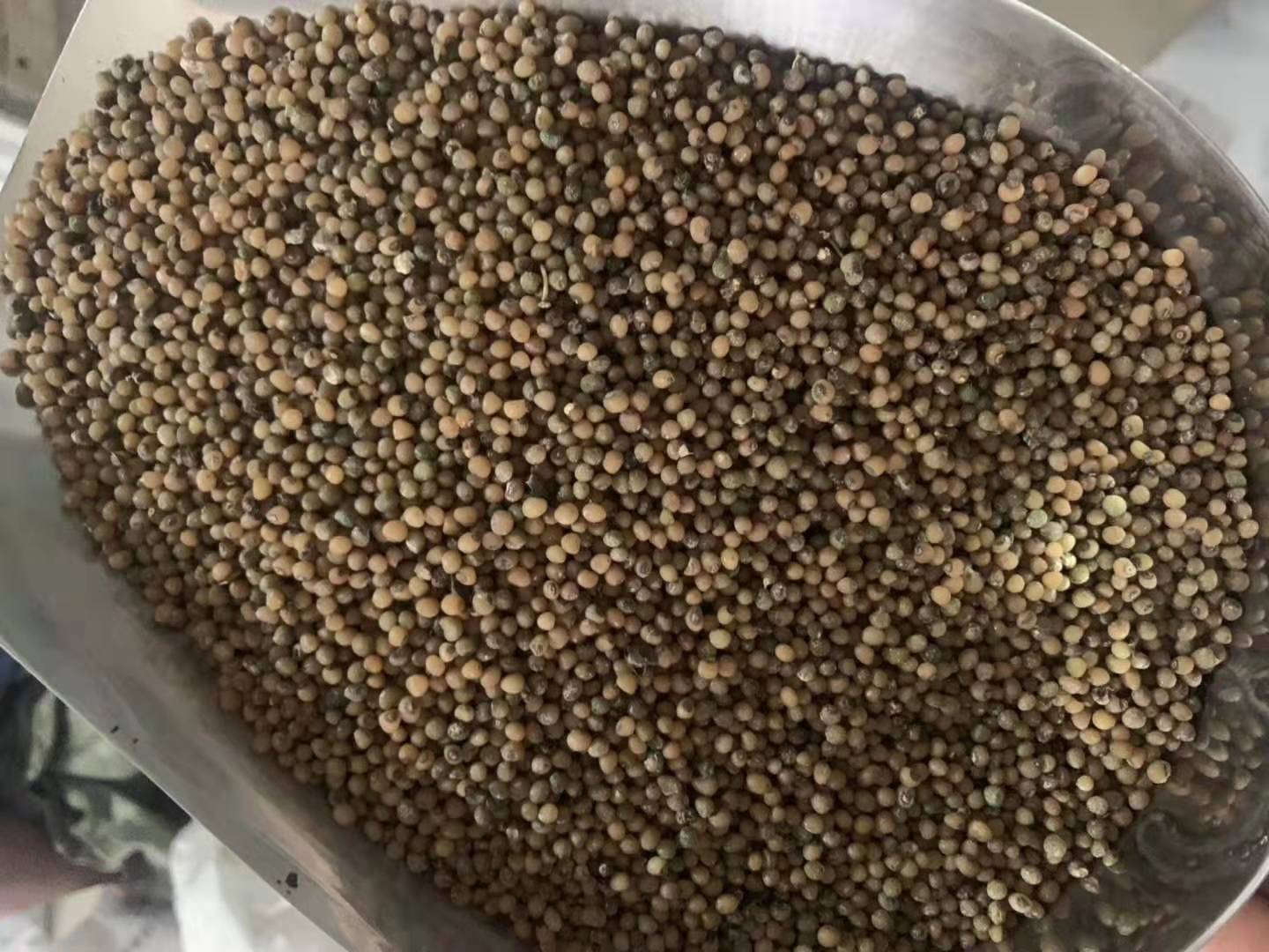 2019新鲜玉竹种子药食同源滋补鸡头黄精爪子参黄鸡菜老虎姜黄精种