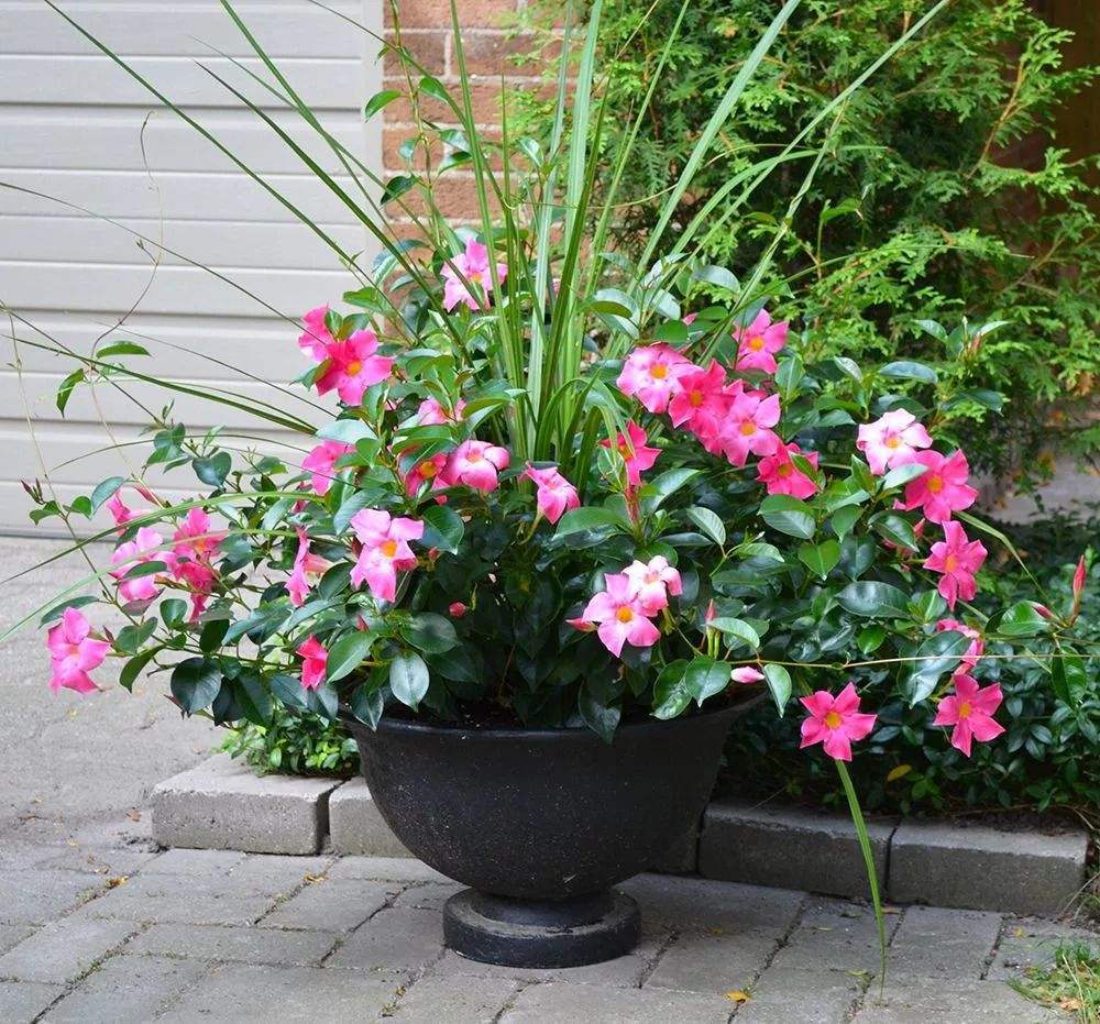 飘香藤 双喜藤 红蝉花 攀爬庭院花卉文藤攀藤 藤盆栽草本花卉