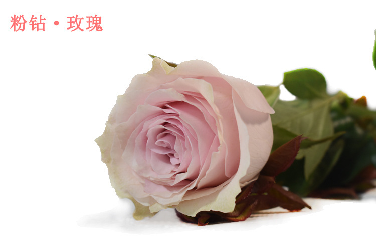 【粉钻玫瑰】昆明鲜花批发 基地新鲜玫瑰花 粉色居家装饰鲜切花