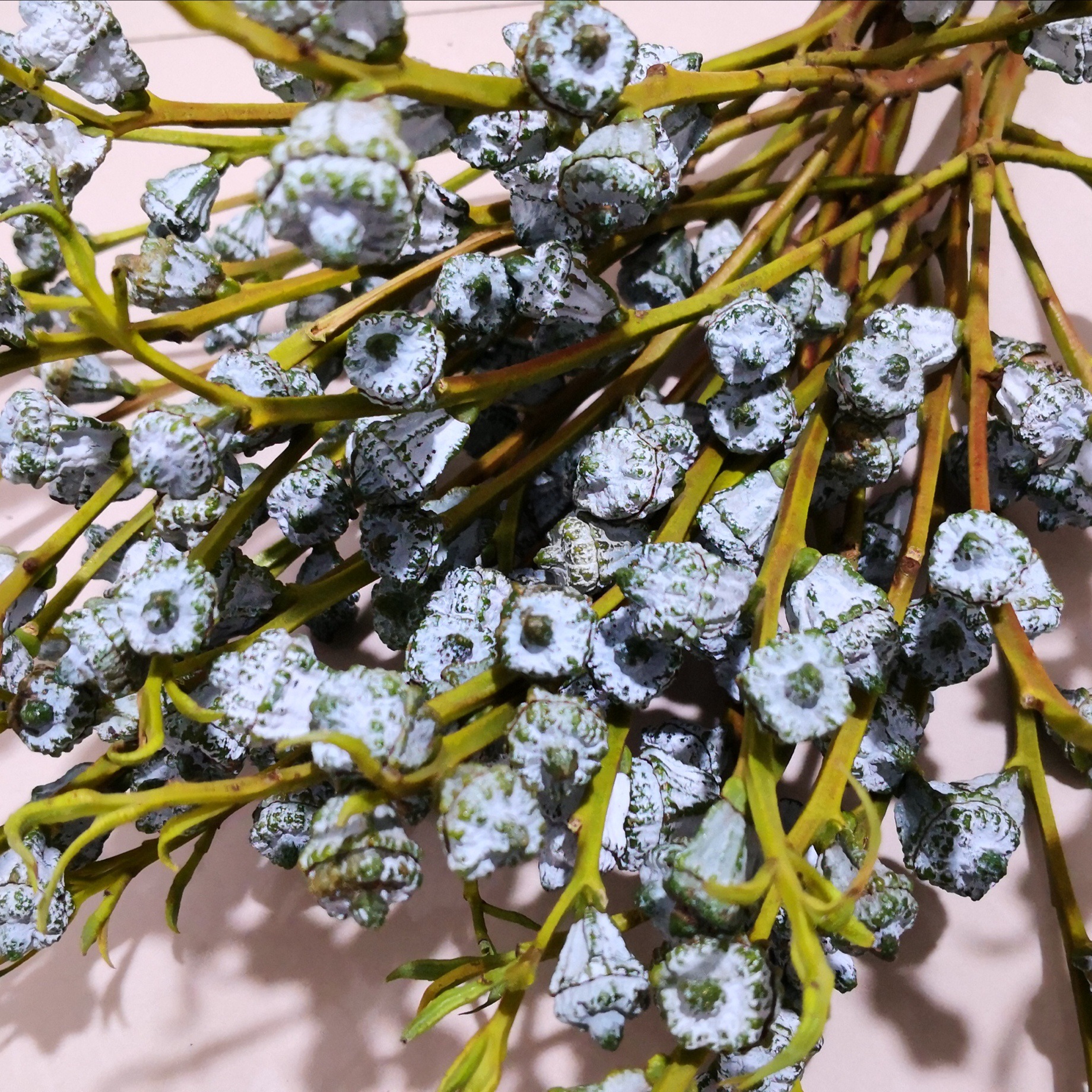 尤加利果干花 僵尸果小米果桉树果干花批发 十克拉星干花花艺装饰