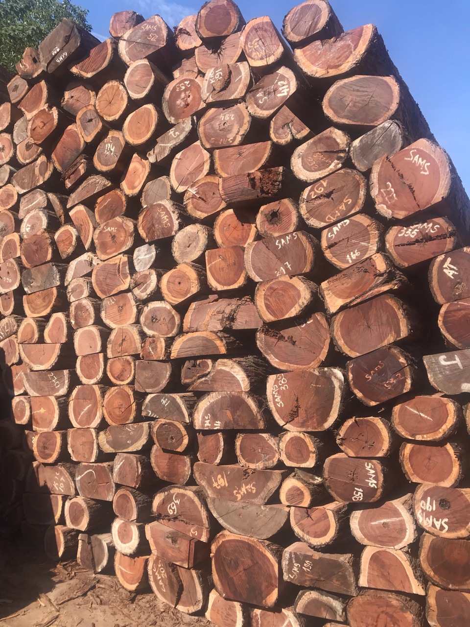 莫桑比克 红贵宝(非洲红酸枝)红贵宝板材 方料 价格便宜