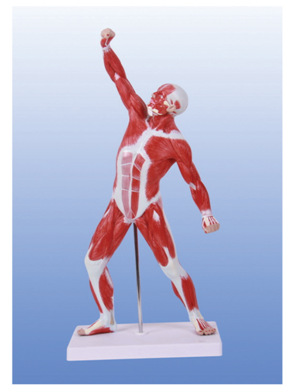 人体运动肌肉解剖模型(50cm)