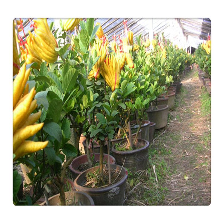 批发果树苗盆栽佛手苗金佛手苗佛手柑苗量大可包邮