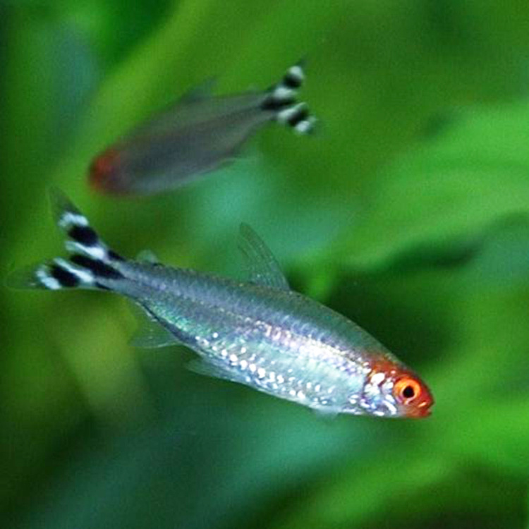水族宠物鱼红鼻剪刀鱼活体灯鱼热带观赏淡水鱼草缸小型群游小额批