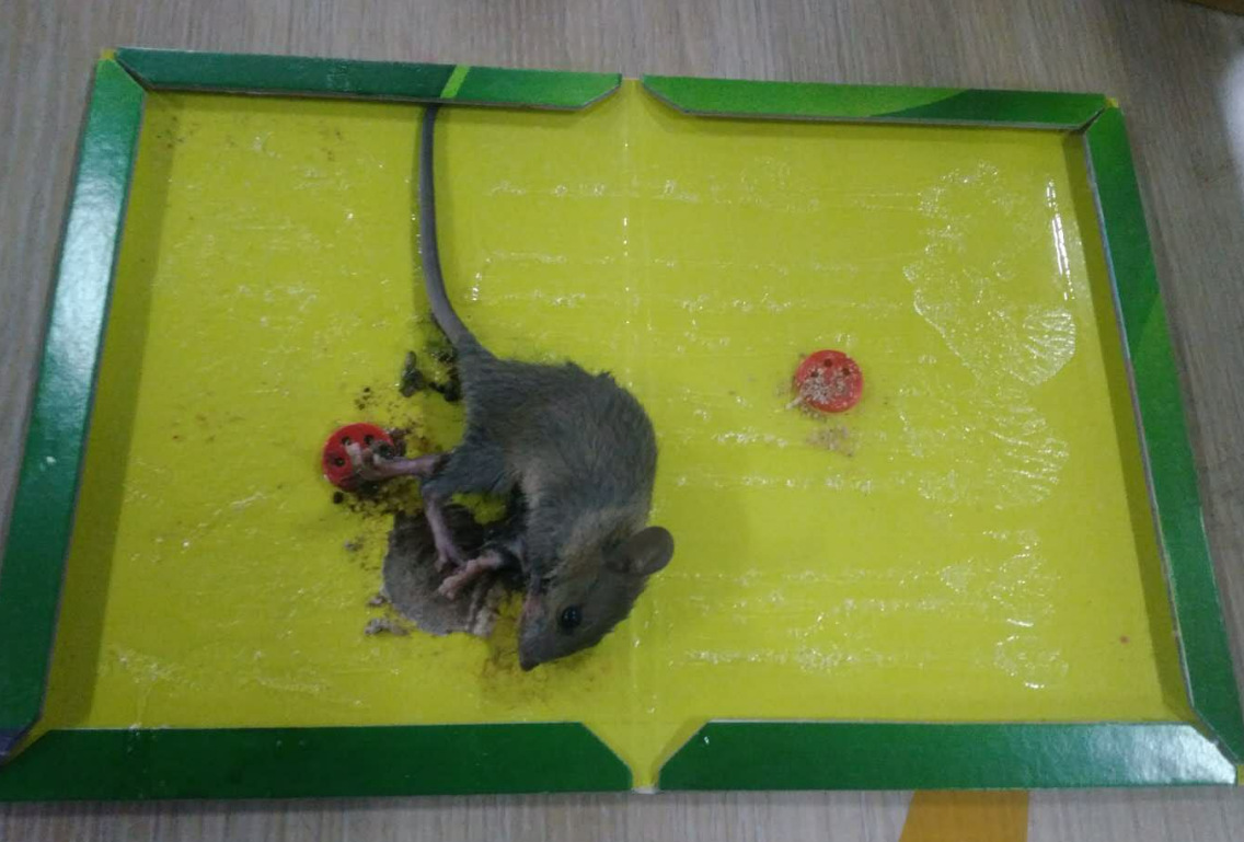 厂家直销强力粘鼠板 老鼠粄灭鼠专家环保无毒老鼠粘 现货老鼠贴纸