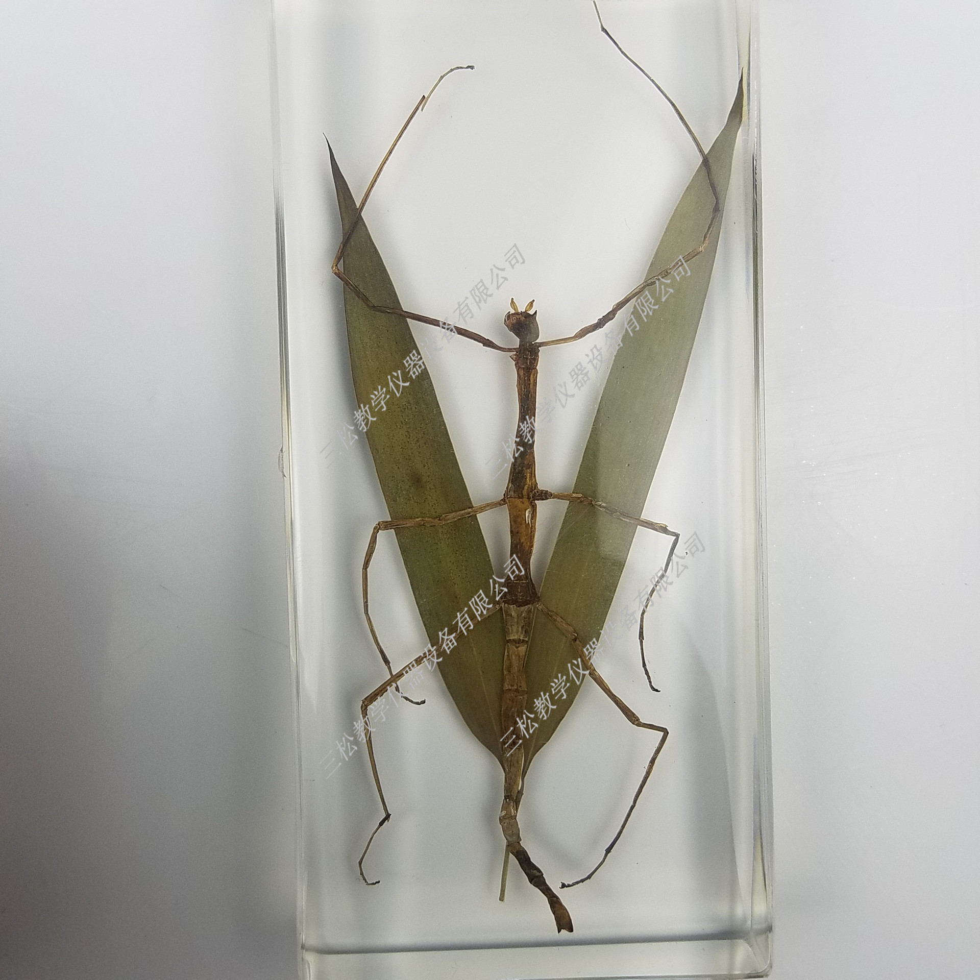竹节虫拟态包埋标本 昆虫标本 动植物学生生物教学教具人工琥珀