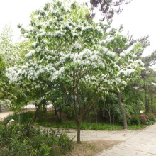 流苏树苗油根子小苗嫁接桂花砧木庭院绿化行道树苗观花植物地栽苗