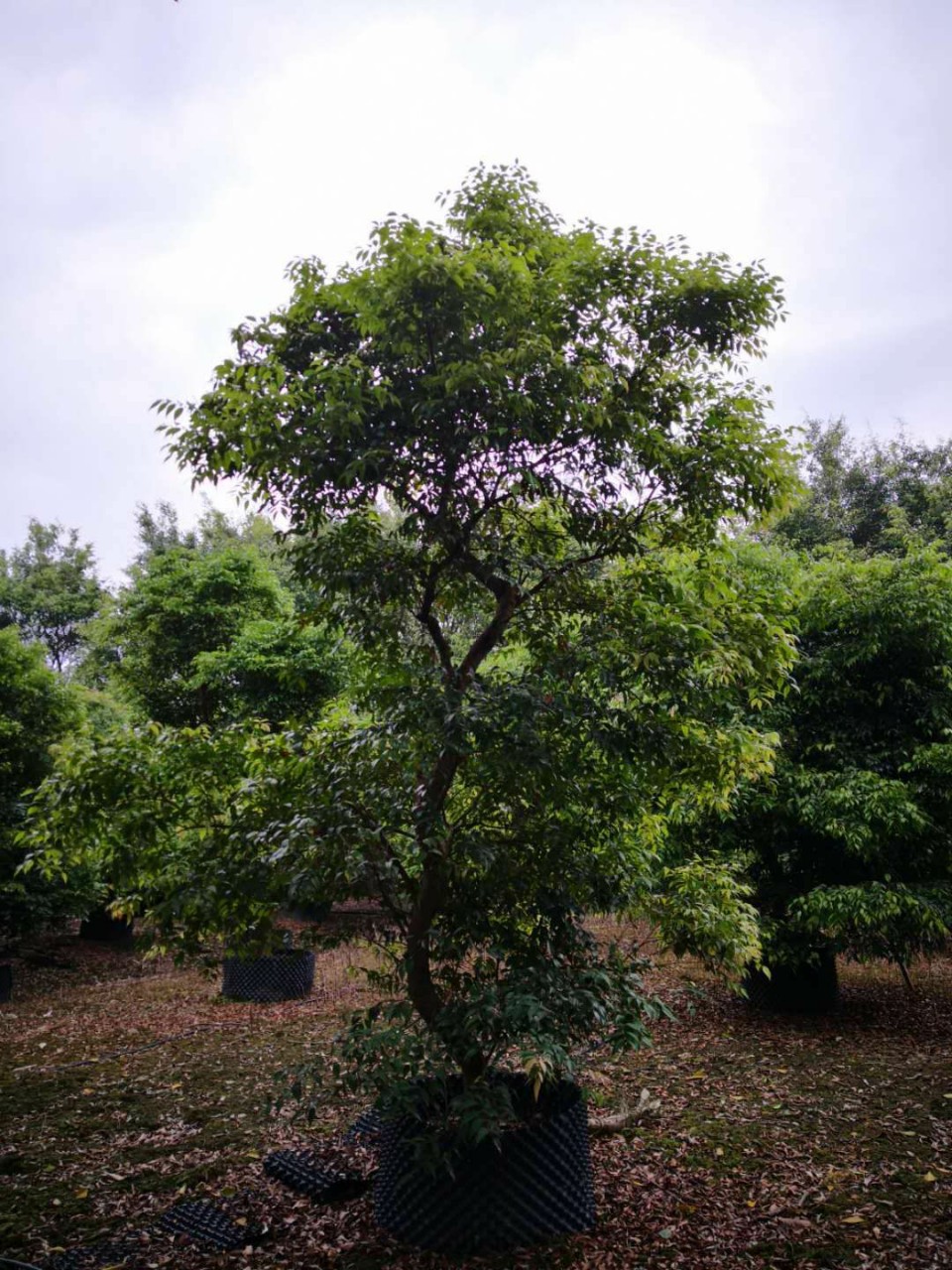 903供应香蒲桃香叶俏蒲桃树34米假植苗常绿庭院树