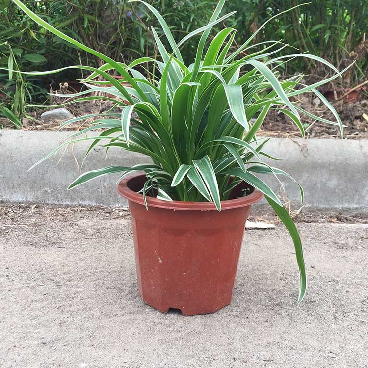 基地直销金边银边吊兰盆栽庭院阳台植物绿植去甲醛之王花卉