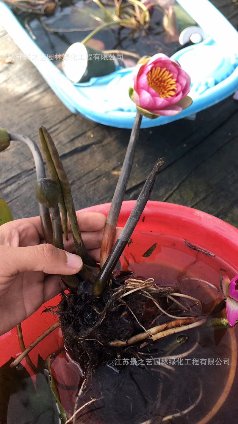 大睡莲睡莲根块 池塘水池 水培植物 水生根块大睡莲花根茎包成活