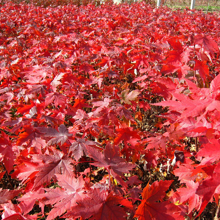 红枫树苗四季中国红红枫树红舞姬盆栽园林庭院绿化苗木