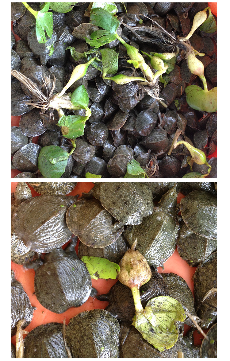 厂家直供龟苗 黄沙鳖苗中华鳖龟苗 养殖中华鳖黄沙鳖活体龟苗批发