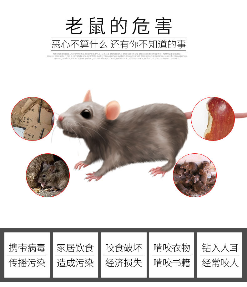厂家直销陶瓷毒鼠盒捕鼠器 毒饵站 老鼠屋诱捕器鼠笼灭鼠毒饵