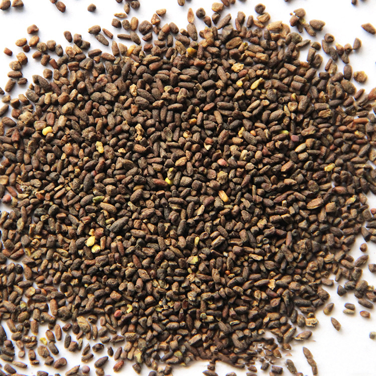 厂家直销观赏花卉二月兰种籽 园林工程绿化花卉诸葛菜二月兰种子