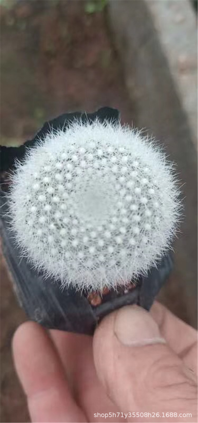 003大棚特价批发多肉植物盆栽 白雪光单头多肉仙人球多肉品种特价
