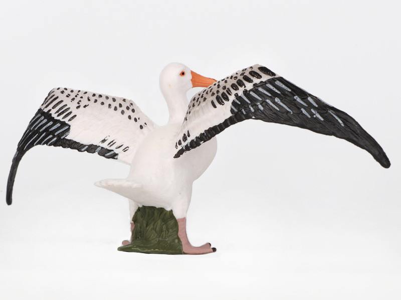 新品仿真动物模型 鸟类 信天翁大型海鸟塑料实心儿童认知科教摆件