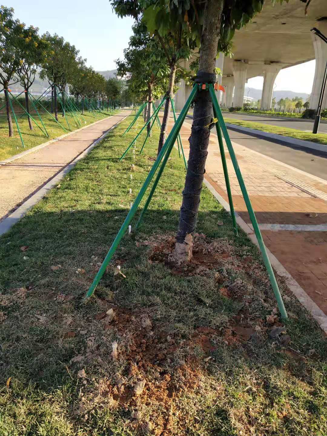 镀锌钢管树木支撑架 金属铁抱箍固定器 园林绿化防风大树撑杆苗木