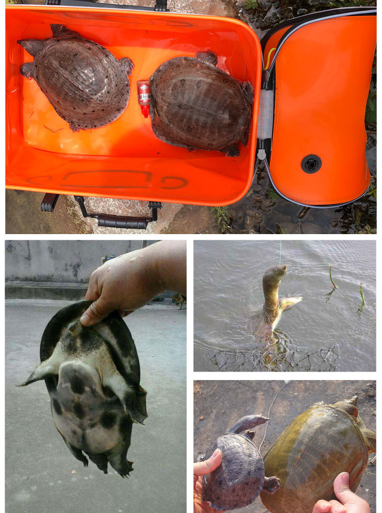 甲鱼诱小药钓王八诱饵钓老鳖诱食饵料钓鱼鳖药水钓龟鳖团鱼添加剂