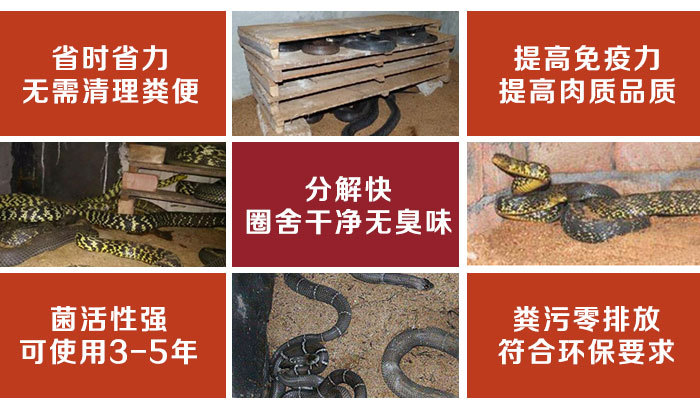 做养蛇发酵床的正确方法及菌种如何选择