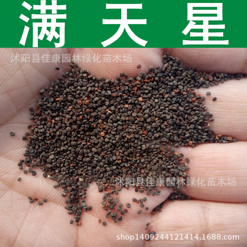 草花种子满天星种子霞草花卉满天星种子花色随机1件1斤