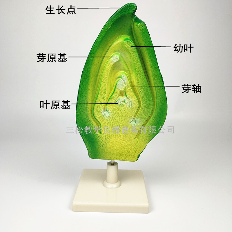 顶芽纵剖芽结构模型 植物种子胚胎模型 初高中生物教学展示模型