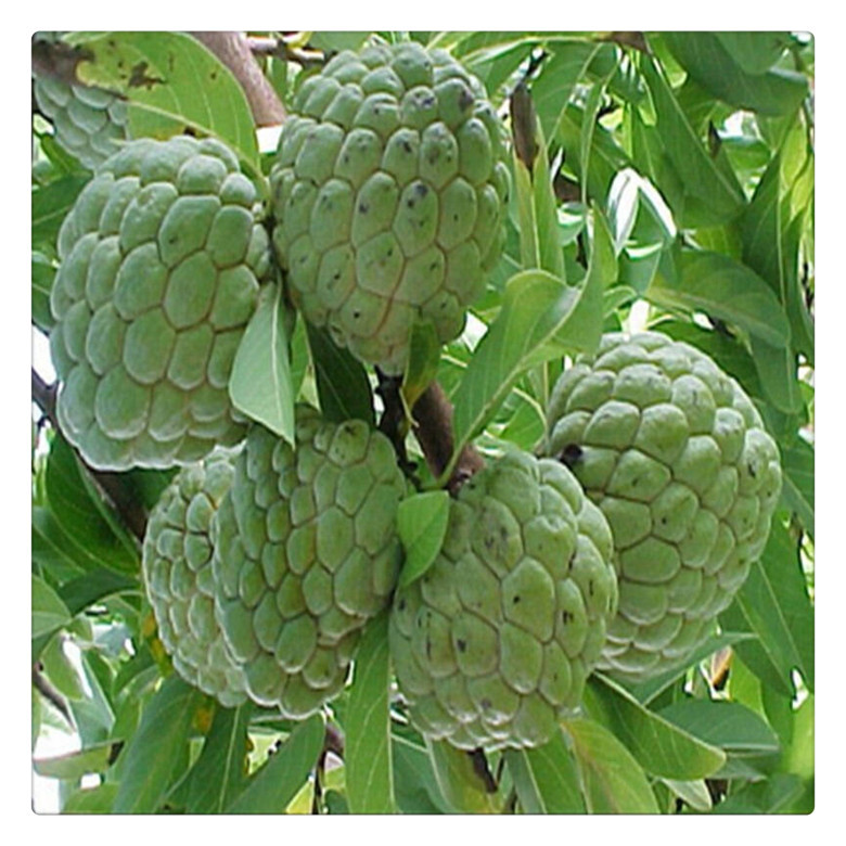 台湾凤梨释迦果树苗释迦苗番荔枝苗欢迎选购