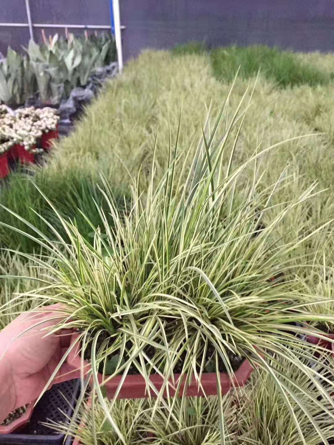 基地直供 观赏小盆栽花卉室内植物 雨林景观专用 210大金凤凰菖蒲