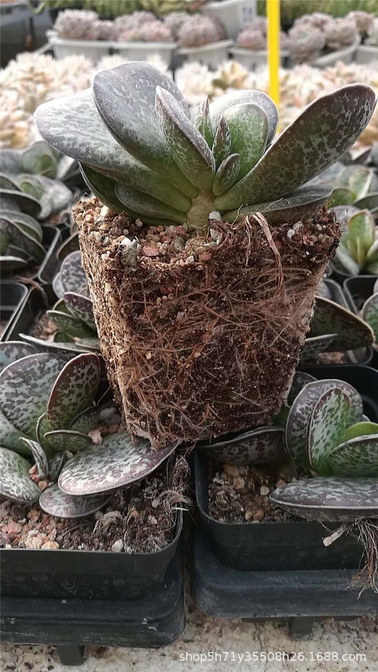 1016大棚批发多肉品种 御所锦盆7cm多肉植物品相状态好裸根发