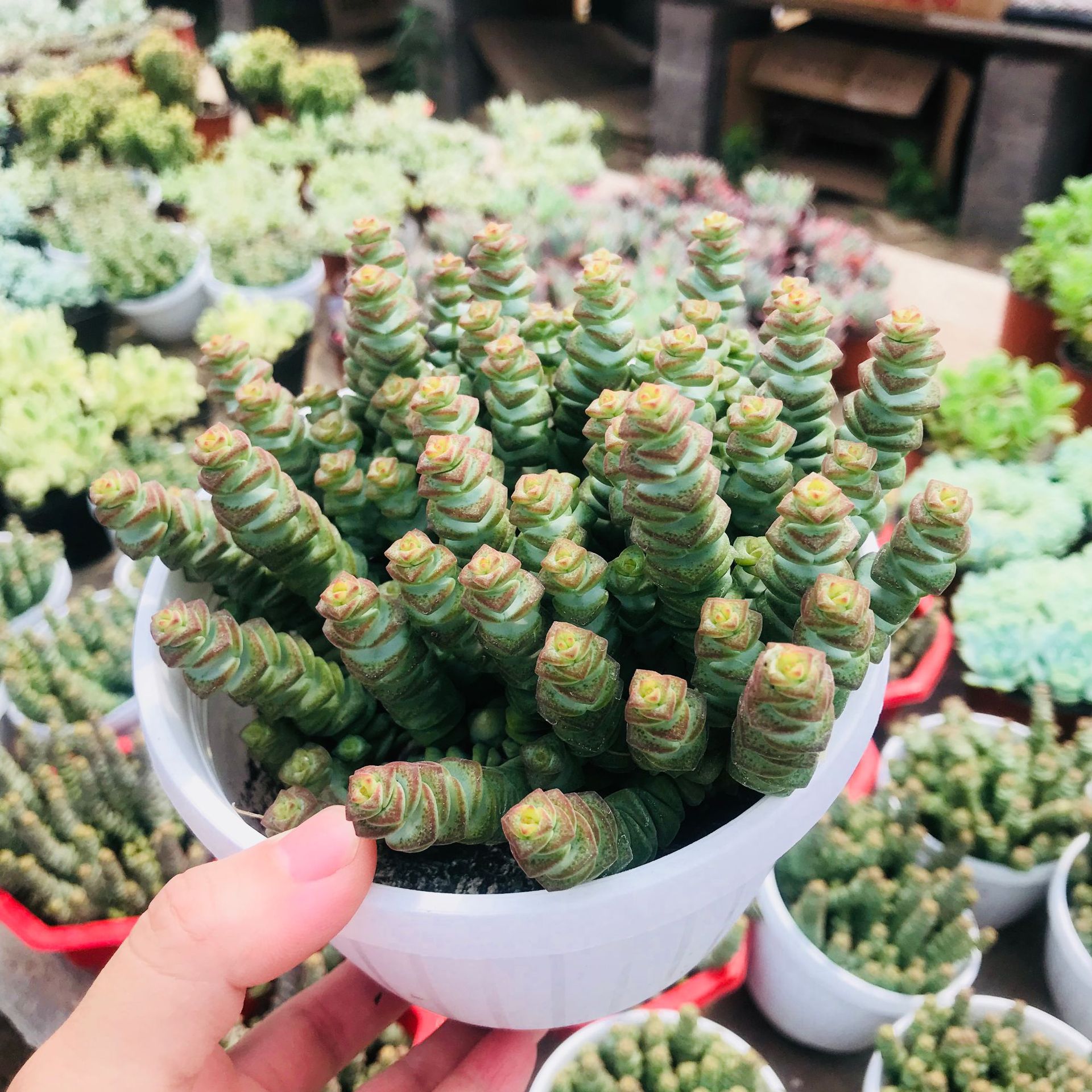 钱串多肉植物新款爆盆好养花卉盆栽 室内阳台萌肉 基地批发大钱串-阿