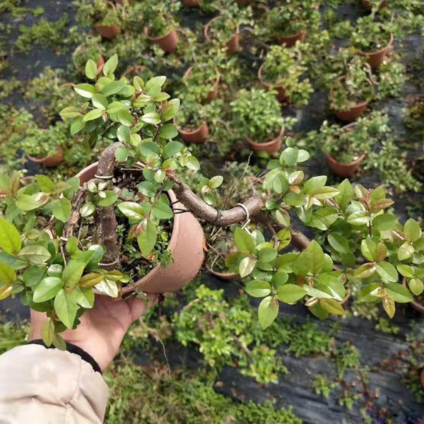 【基地直供】观叶植物盆景造景花卉小盆栽室内外植物140悬崖雀梅