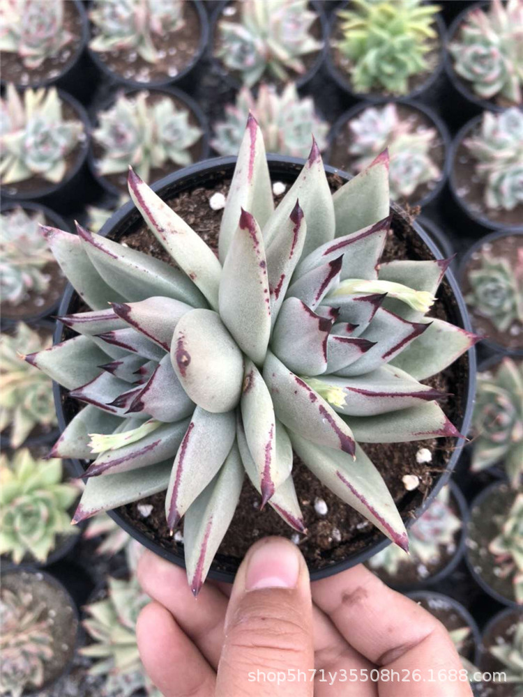 黑檀汁乌木双头多肉珍稀品种裸根发 - 阿里巴巴