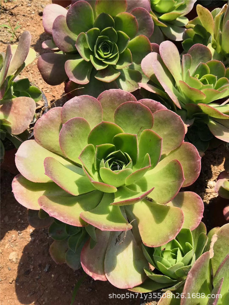 9900基地批发多肉法师植物盆栽 香炉盘单头小桩多肉人气品种限量