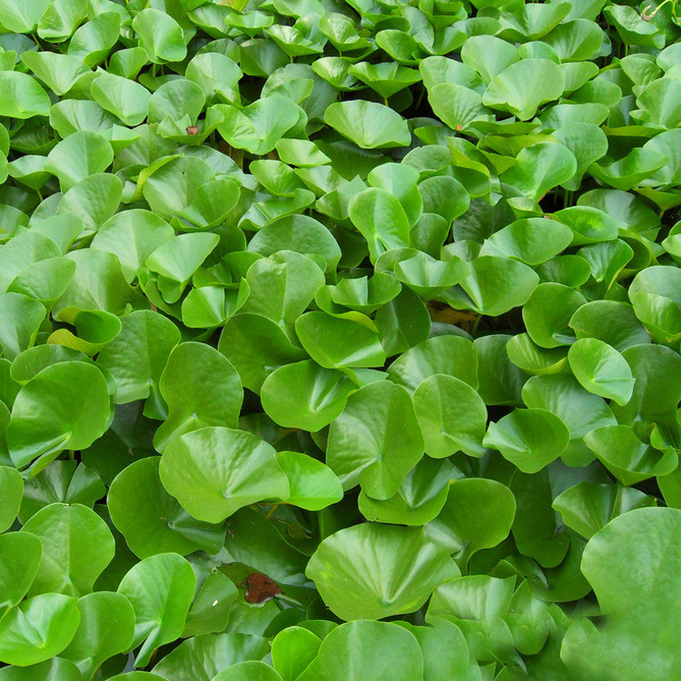 水芙蓉 大叶浮萍 长须浮萍 水草活体批发 观赏水草 鱼缸水族箱造