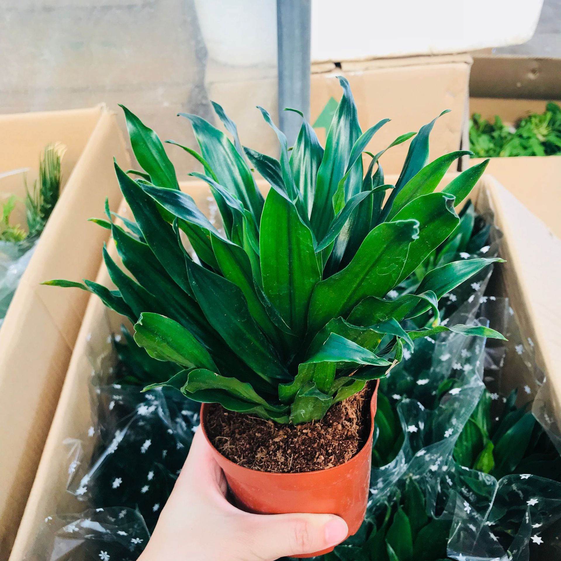 销售四季常青花卉太阳神绿植盆栽 室内外桌面净化空气万年青盆栽