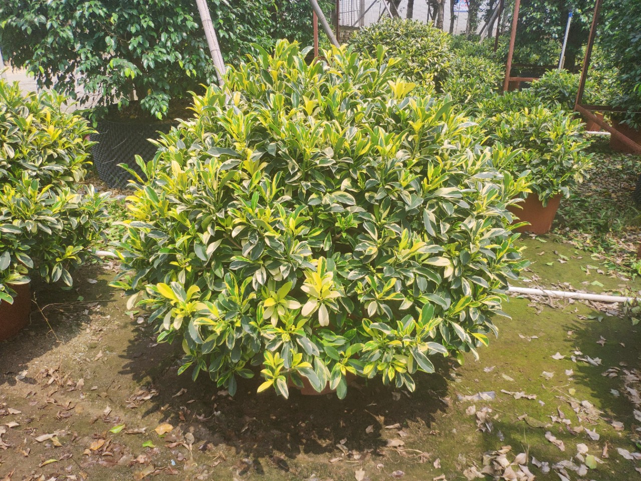 904基地直销花叶非洲茉莉球112米金边斑叶灰莉