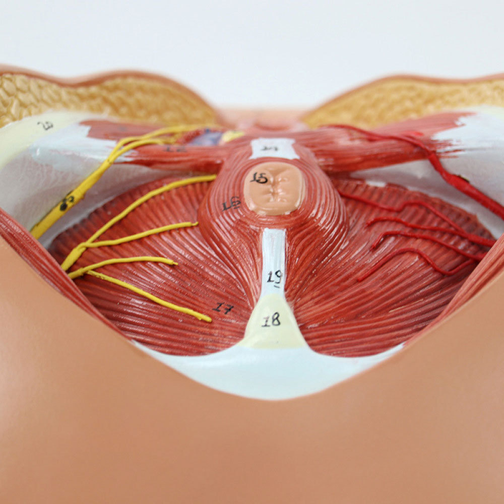 医信mdcd 人体女性会阴模型女性器官解剖模型子宫模型