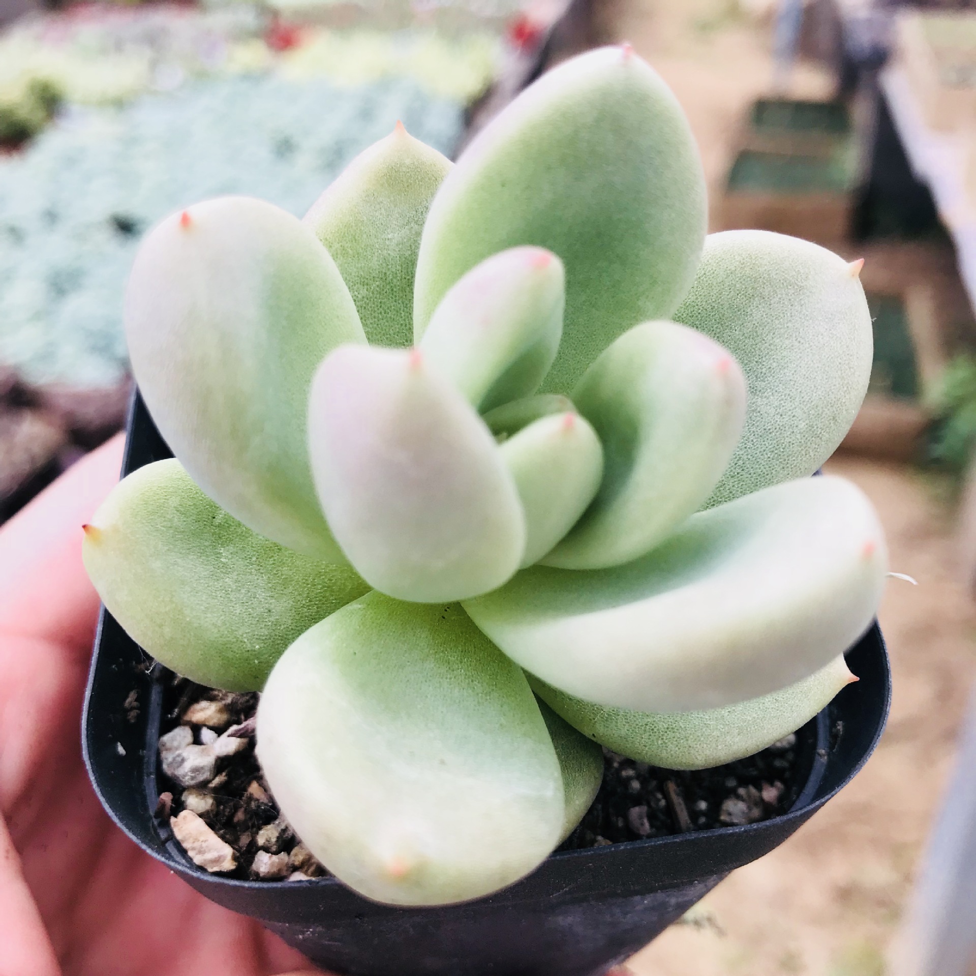 批发精养多肉 贵货萌肉奶油鳄梨 多肉植物盆栽组合 好养奶油鳄梨