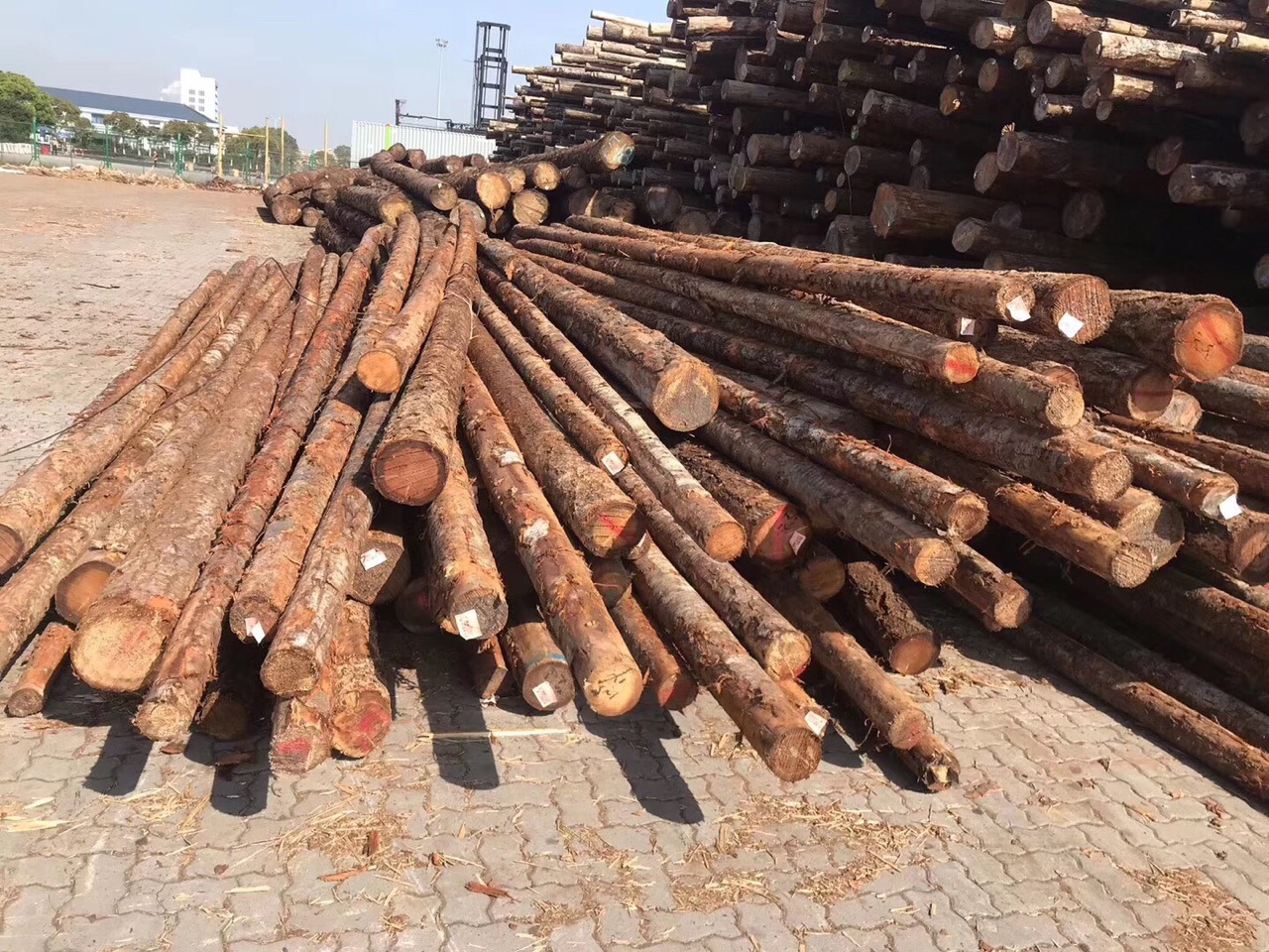 港口直售小口径花旗松原木 花旗松圆柱 古建筑材料 质优价廉