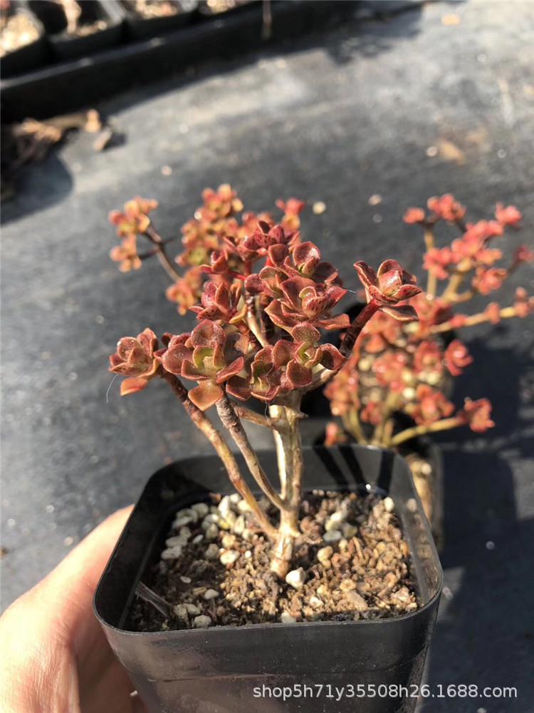 635多肉盆栽品种大棚批发 仙童唱锦法师群盆7cm多肉法师品种