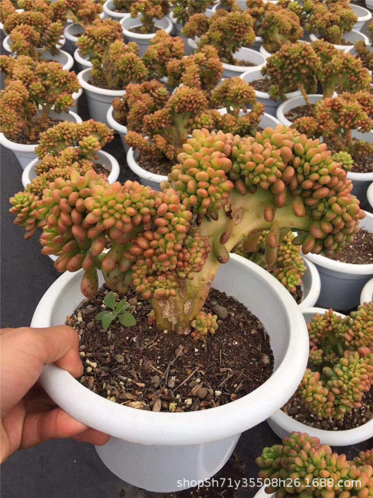 156大棚多肉品种丸叶松绿老桩缀化冠幅20cm左右多肉植物