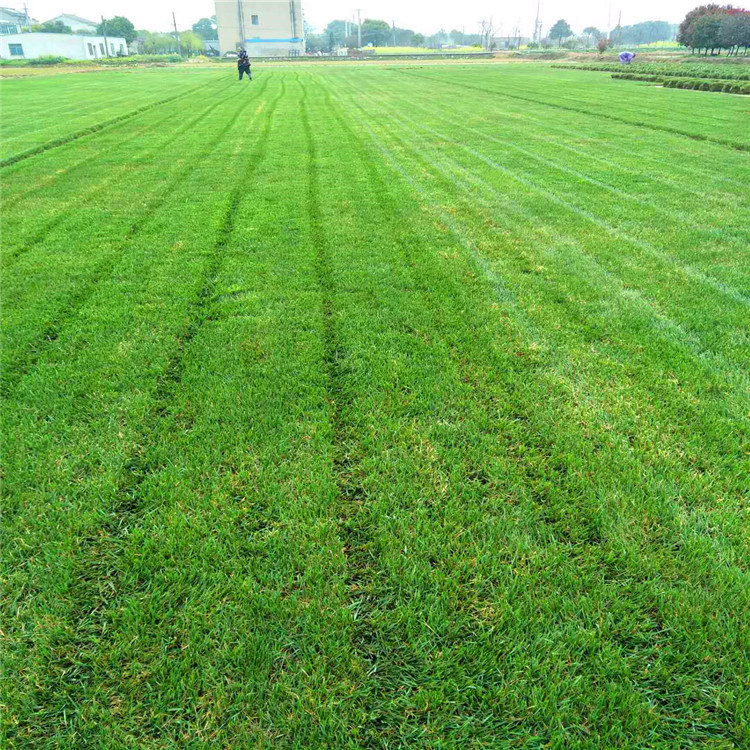 庭院绿化草皮草坪带土带泥 四季青草皮 果岭草 马尼拉草皮 庭院
