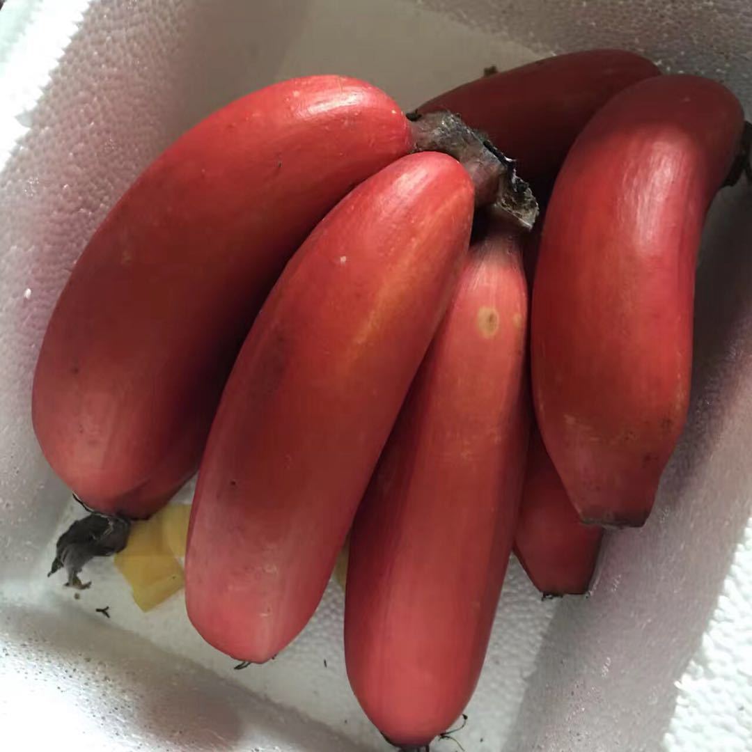 广西红香蕉新鲜水果红美人蕉 红皮香蕉火龙蕉5斤装9斤装 一件代发