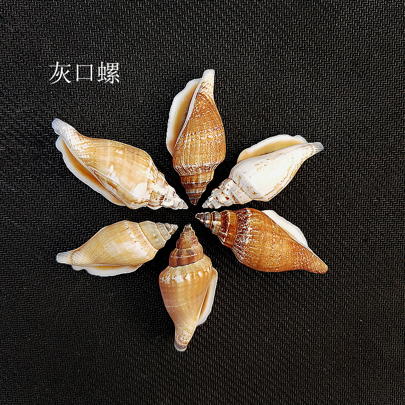 天然海螺贝壳 鱼缸水族箱造景 灰口螺diy材料包 贝壳原材料批发