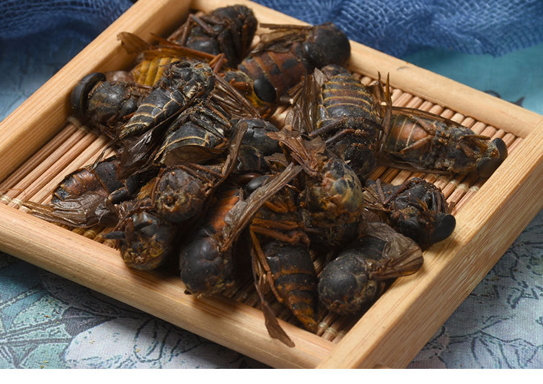 批发昆虫类药材牛虻虫 散装蜚虻 牛蚊子牛氓虫干净足干量大从优