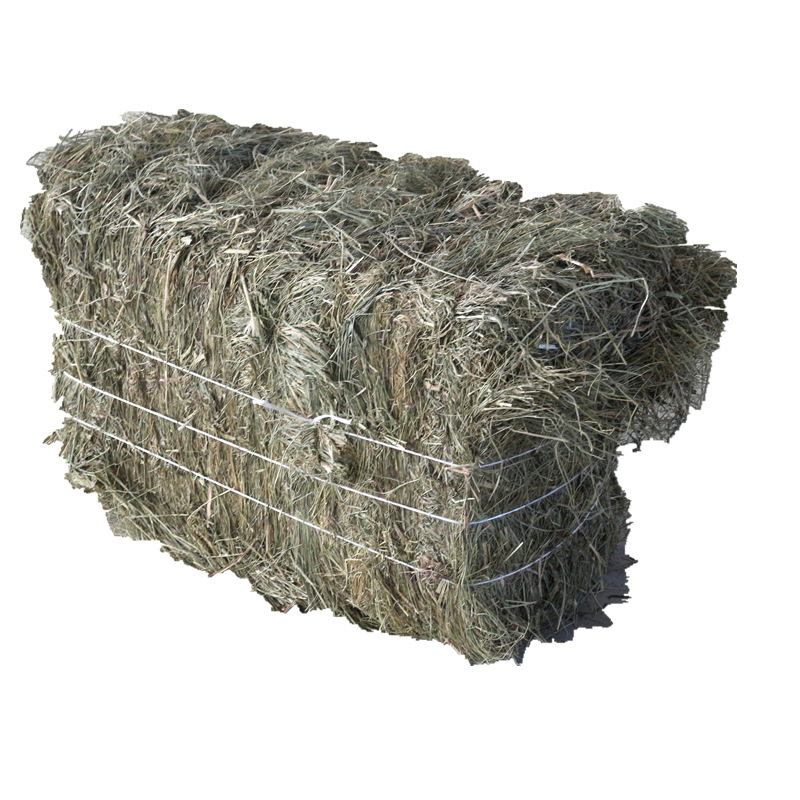 新碱草牛马羊牧草饲料供应牛场羊场羊草碱草率高牛场草料