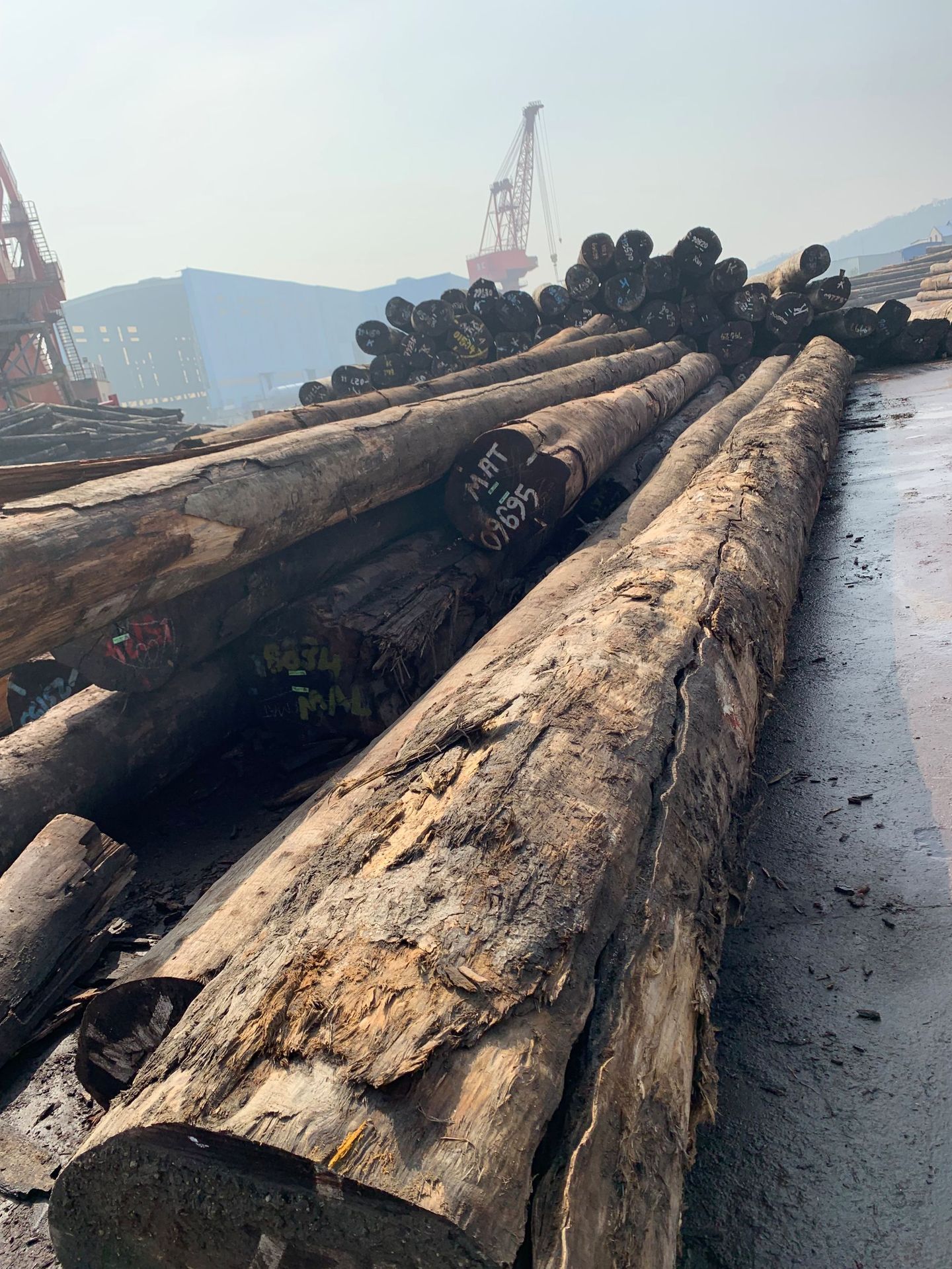 木材马尼尔豆苏木科进口原木巴新代码mat